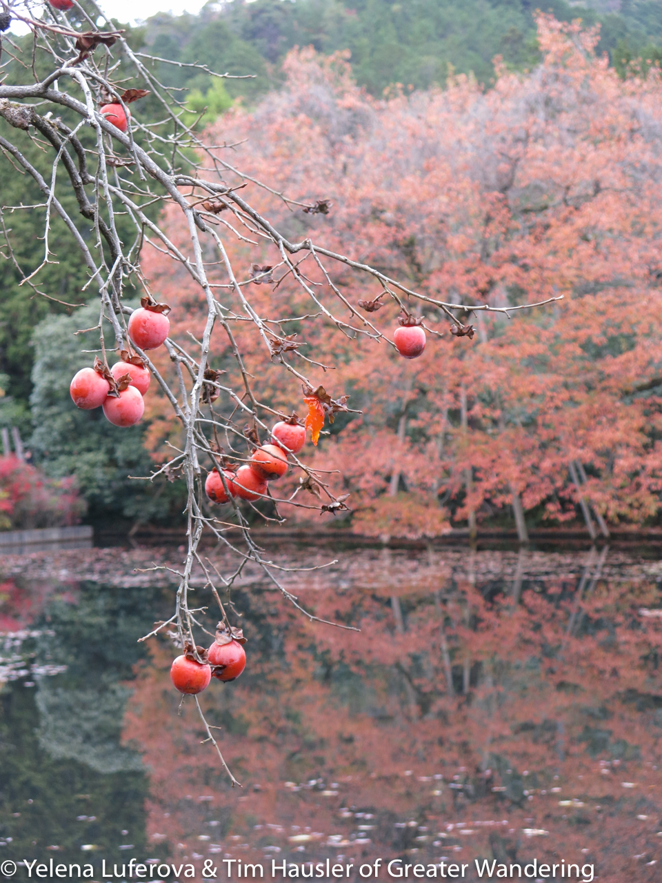 Persimmons in the Ryoanji temple gardens