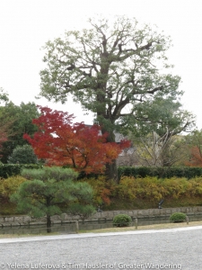 Toji temple gardens in the fifth season