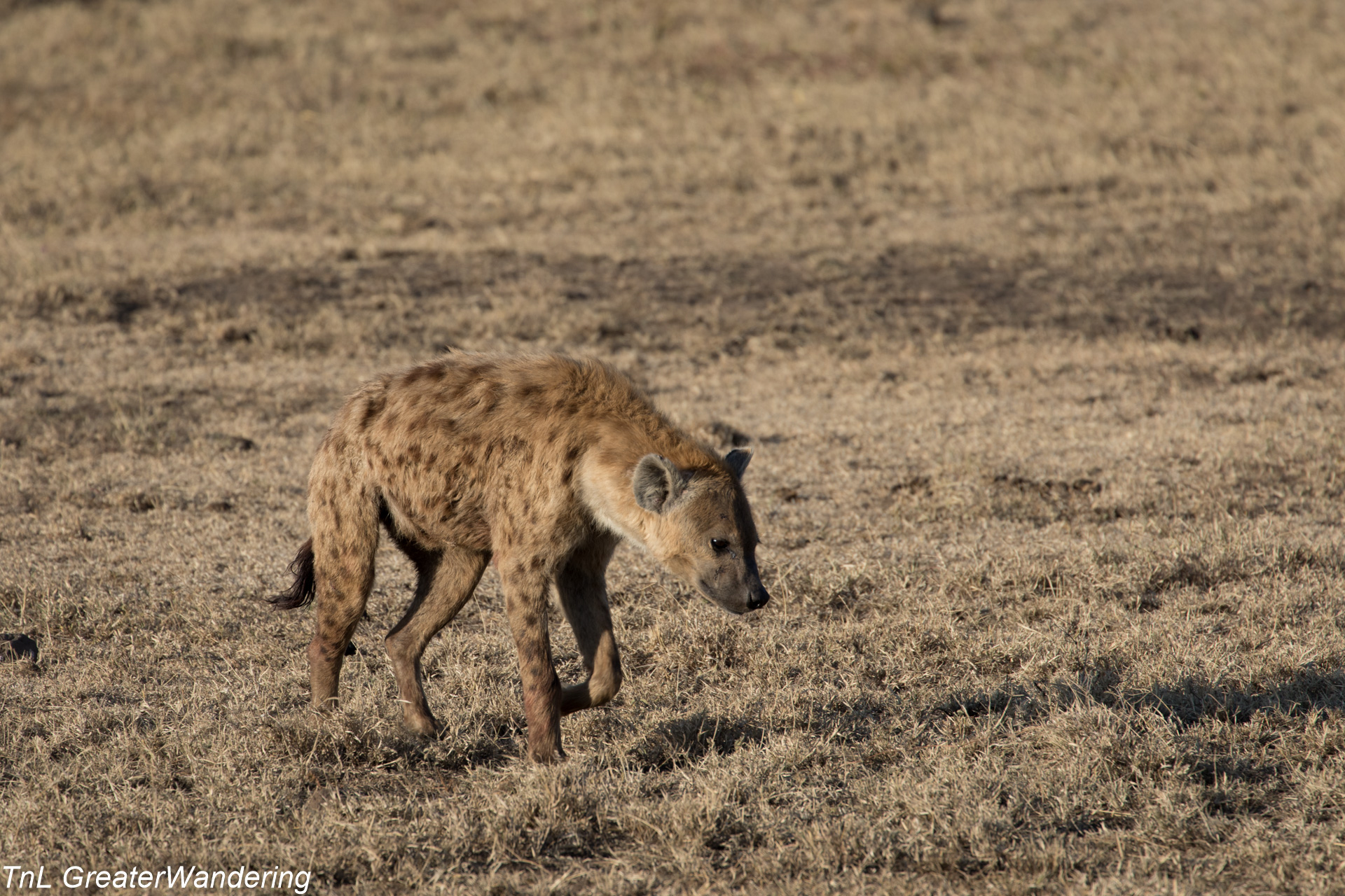 Tanzania-Ngorongoro-19-of-24.jpg